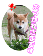 shibainufan sticker #14315370