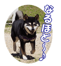 shibainufan sticker #14315371