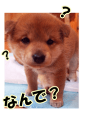 shibainufan sticker #14315372