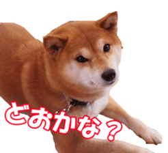 shibainufan sticker #14315373