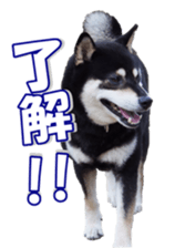 shibainufan sticker #14315374