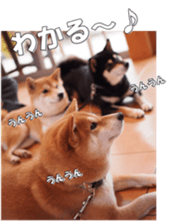 shibainufan sticker #14315375