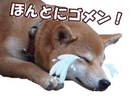 shibainufan sticker #14315376