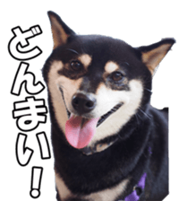 shibainufan sticker #14315377