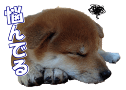 shibainufan sticker #14315378