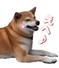 shibainufan sticker #14315379