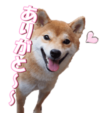 shibainufan sticker #14315380