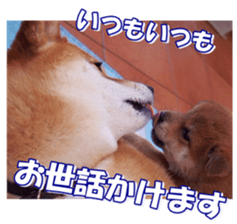 shibainufan sticker #14315381