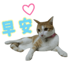 lucky cat cute for you sticker #14323398