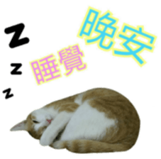 lucky cat cute for you sticker #14323399