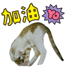 lucky cat cute for you sticker #14323401