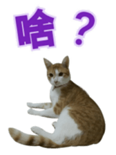 lucky cat cute for you sticker #14323402