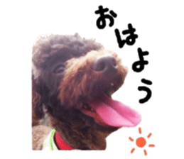 Toy Poodle "Andy" sticker #14324326