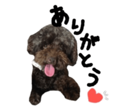 Toy Poodle "Andy" sticker #14324327