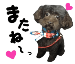 Toy Poodle "Andy" sticker #14324328
