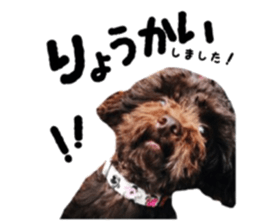 Toy Poodle "Andy" sticker #14324329
