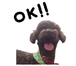 Toy Poodle "Andy" sticker #14324330