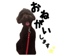 Toy Poodle "Andy" sticker #14324331