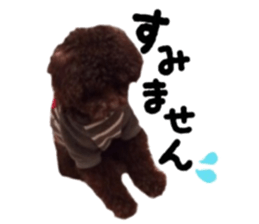 Toy Poodle "Andy" sticker #14324333