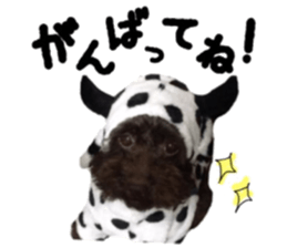 Toy Poodle "Andy" sticker #14324334