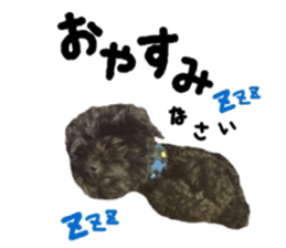 Toy Poodle "Andy" sticker #14324335