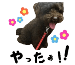 Toy Poodle "Andy" sticker #14324339