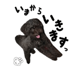Toy Poodle "Andy" sticker #14324341