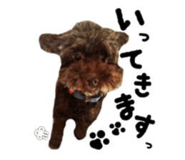 Toy Poodle "Andy" sticker #14324342