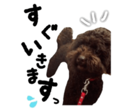 Toy Poodle "Andy" sticker #14324343