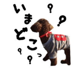 Toy Poodle "Andy" sticker #14324344