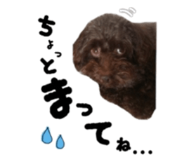 Toy Poodle "Andy" sticker #14324345