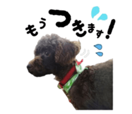 Toy Poodle "Andy" sticker #14324346