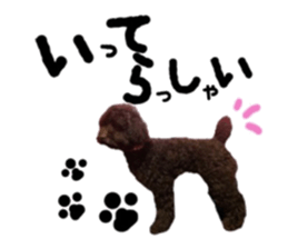 Toy Poodle "Andy" sticker #14324348