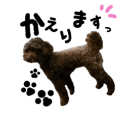 Toy Poodle "Andy" sticker #14324350