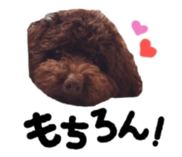 Toy Poodle "Andy" sticker #14324351