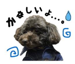 Toy Poodle "Andy" sticker #14324353