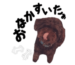 Toy Poodle "Andy" sticker #14324354