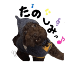 Toy Poodle "Andy" sticker #14324355