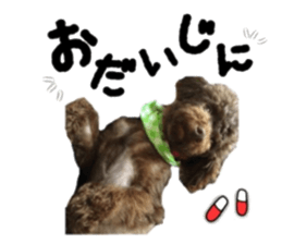 Toy Poodle "Andy" sticker #14324356