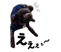 Toy Poodle "Andy" sticker #14324357