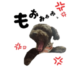 Toy Poodle "Andy" sticker #14324358