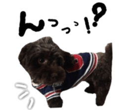 Toy Poodle "Andy" sticker #14324359