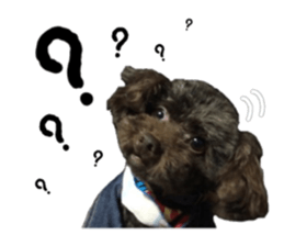 Toy Poodle "Andy" sticker #14324360