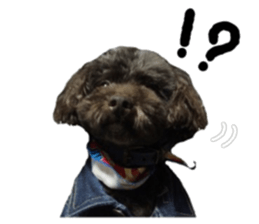 Toy Poodle "Andy" sticker #14324361