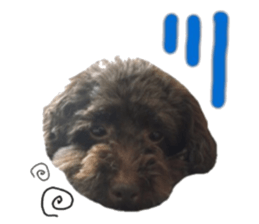 Toy Poodle "Andy" sticker #14324362