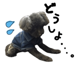 Toy Poodle "Andy" sticker #14324363