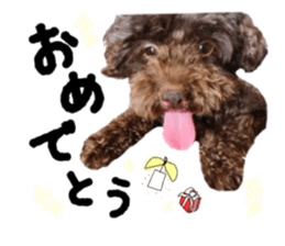 Toy Poodle "Andy" sticker #14324364