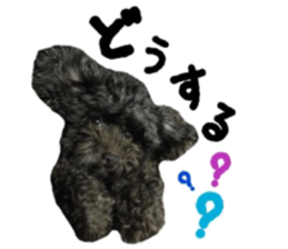 Toy Poodle "Andy" sticker #14324365