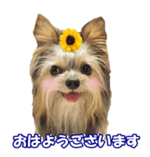 sorakirafan sticker #14325182