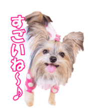 sorakirafan sticker #14325184